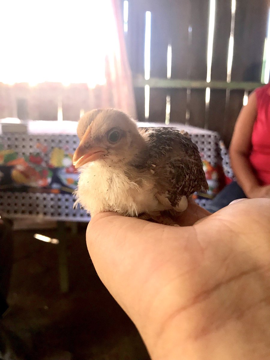 Spanishlearner4's tweet image. だいたいどの家にもいるニワトリたち。時々、鶏を売りにやってくるトラックがあるんですが、木造りのカゴの中からコケコッコー言ってる声と一緒に「太ってるよ、鶏鍋が出来るよ！」って宣伝してるのがシュール。お前、死ぬのか…っていう。写真の子はもうちょっと育ててから処遇を考えるそうです。