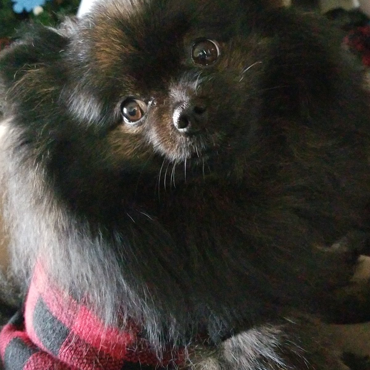 LynnMcGcom's tweet image. My little Pomeranian is in my bed, in the next room. She just woke up from her pre-bedtime nap. I can hear her, rolling and snorting. Anyone else's dog do this too? Or is she crazy?? #BellaButton #Pomeranian #pomproblems #justBellathings