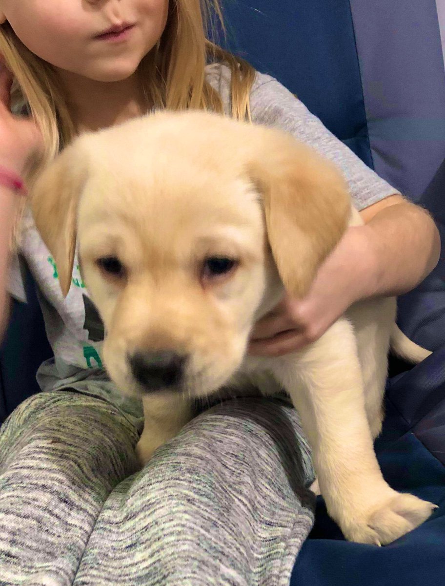 This little guy is arriving in 4 weeks! Meet Tucker our Sales &amp; Marketing Director, Don Fenton’s, new yellow lab. He will be driving back to pick Tucker up in South Dakota March 1st. Let the fun begin! <a href="/DTSystemsTX/">D T Systems</a> @gunnerkennels <a href="/winchester/">Winchester Ammunition</a> <a href="/Benelli_USA/">Benelli USA</a> <a href="/RingneckRetreat/">Ringneck Retreat</a>