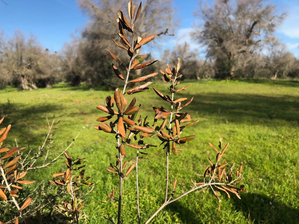 Life_Resilience's tweet photo. Nuestros compañeros de #Ivalsa, Claudio Cantini y Graziano Sani, han visitado un olivar 🌿 afectado por #Xylella 🐜en Caprarica, Lecce, Apulia 🇮🇹 junto con Giuseppe Marti y Antonio Calogiuri del gobierno de la Regione Puglia Lecce.
https://t.co/ttJjQwANk3 https://t.co/P2iQDOhCoL
