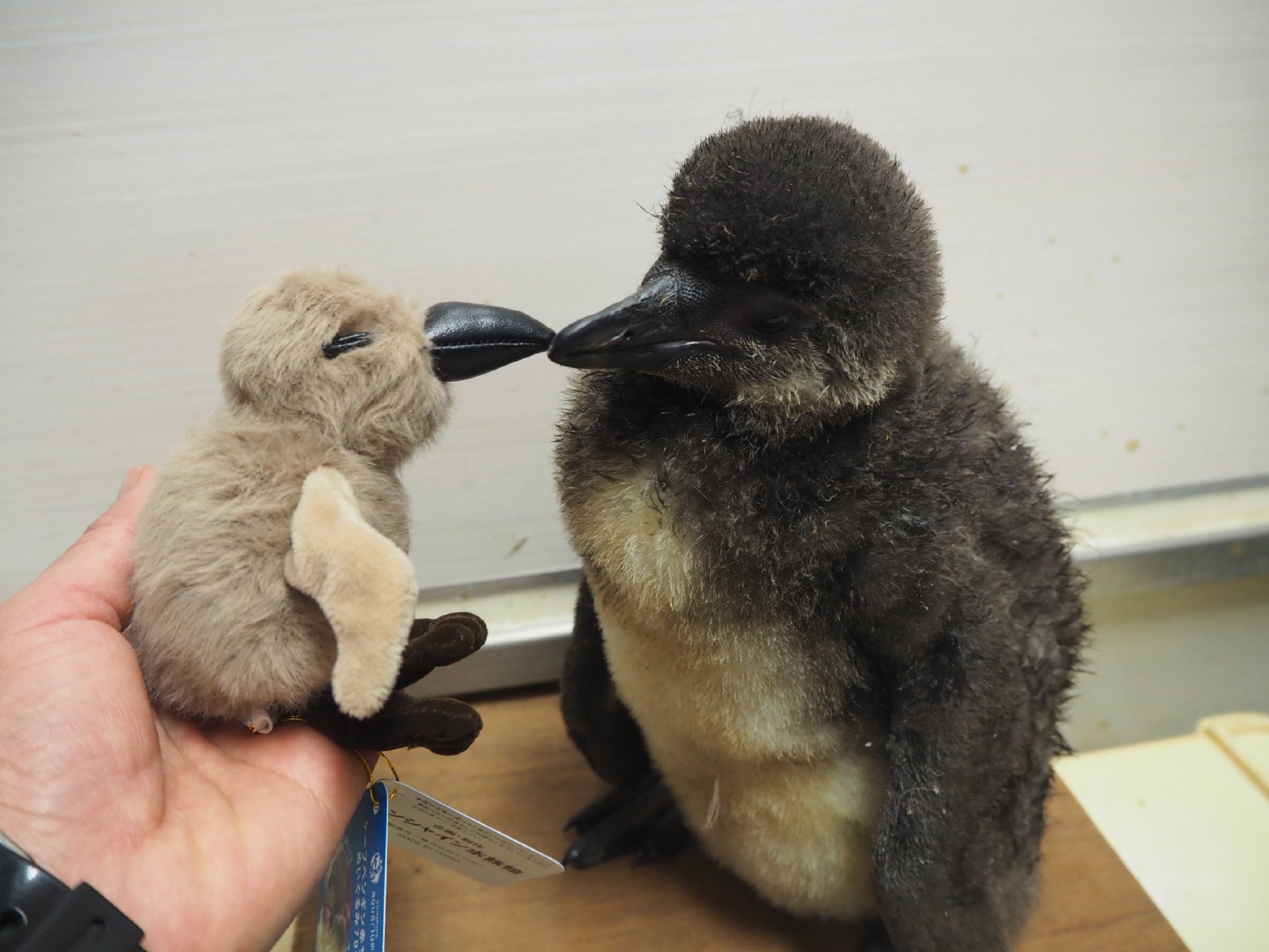サンシャイン水族館 アクアポケットからのお知らせ 2月2日 土 より サンシャイン水族館 のアクアスタッフ監修オリジナルケープペンギン赤ちゃんぬいぐるみ1 404円 税込 を販売致します 毛並やカラーだけでなく 生まれたての ケープペンギン の サンシャイン水族館 アクアポケットからのお知らせ 2月2日 土 より サンシャイン水族館 のアクアスタッフ監修オリジナルケープペンギン赤ちゃんぬいぐるみ1 404円 税込 を販売致します 毛並やカラーだけでなく 生まれたての ケープペンギン の