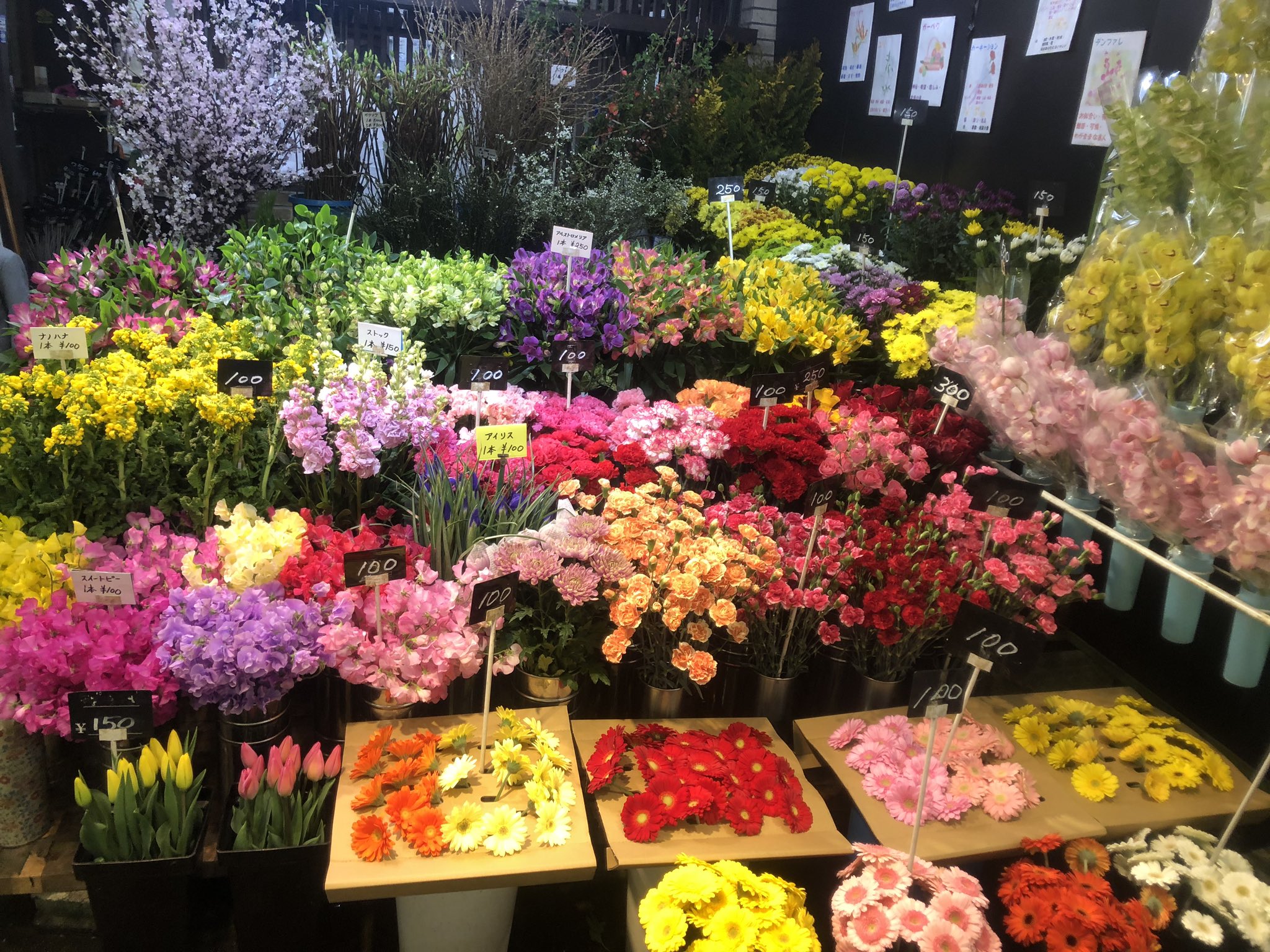 Twitter 上的 黒沢生花店 春のお花がいっぱいの店内です 啓翁桜も満開ですよ 尼崎市 立花駅 立花市場 花屋 黒沢生花店 切り花 スイートピー ガーベラ チューリップ バラ 菜の花 ストック シンピジューム カーネーション アルストロメリア T Twitter 上的 黒沢生花店 春のお花がいっぱいの店内です 啓翁桜も満開ですよ 尼崎市 立花駅 立花市場 花屋 黒沢生花店 切り花 スイートピー ガーベラ チューリップ バラ 菜の花 ストック シンピジューム カーネーション アルストロメリア T