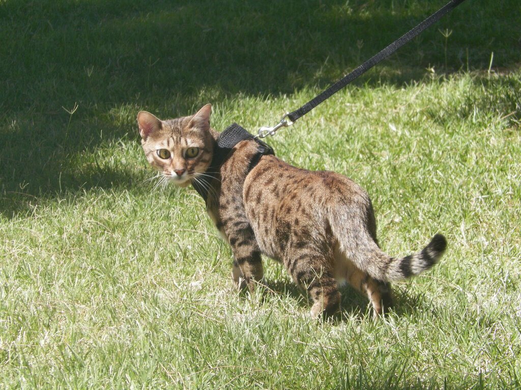 Dr_Clevergoat's tweet photo. My cat who loves going on walks. 🐱#savannahcat #savannah #cat #leashtrained https://t.co/VSvGGzzg5j