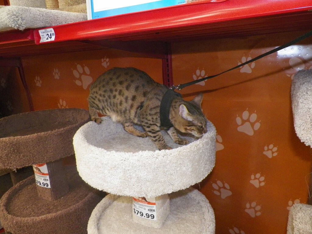 Dr_Clevergoat's tweet photo. My cat who loves going on walks. 🐱#savannahcat #savannah #cat #leashtrained https://t.co/VSvGGzzg5j