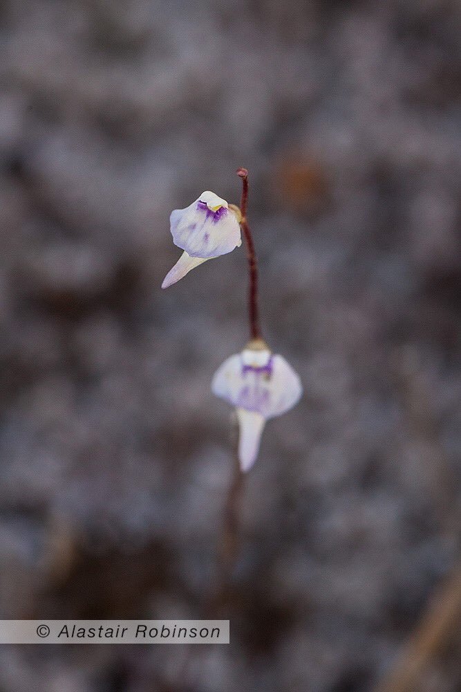 Alastair Robinson tweet media