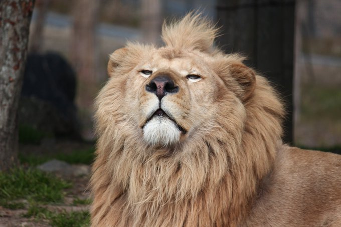 ホワイトライオンのいる動物園は ホワイトライオン飼育展示動物園と個体情報まとめ アリエスコム Ariescom