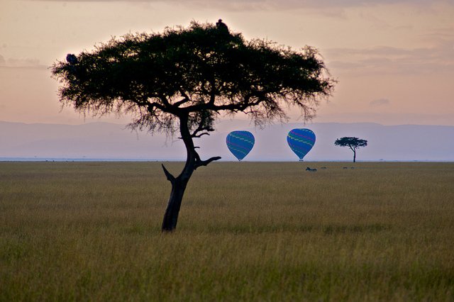 MaraIntrepids's tweet photo. Mara Intrepids brings with it best moments you will ever experience on a game drive. Don't miss it. Be sure to catch all the action with #MaraIntrepids #whyIlovekenya #tembeakenya https://t.co/RmdUuq4urt