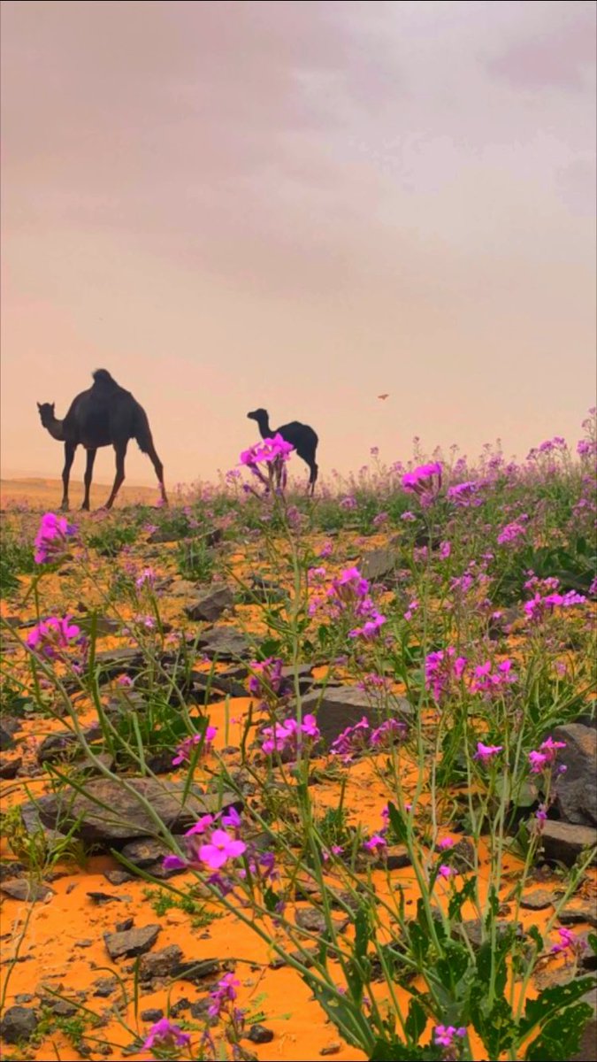 صُلو على مَن بكى شوقاً لرؤيتنا.