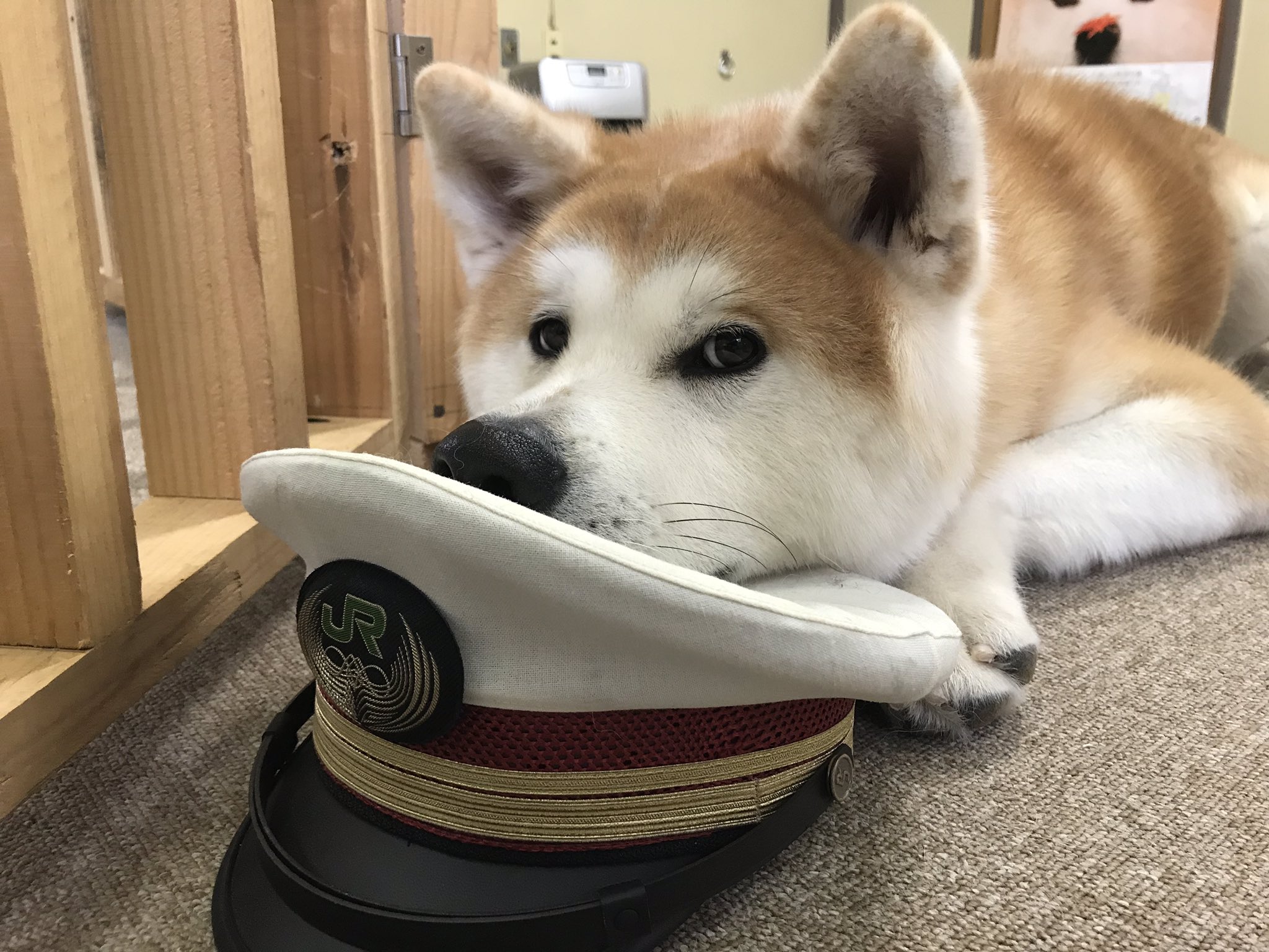 秋田犬ふれあい隊 秋田犬の里 勝大お誕生日企画 イラスト募集も残りあと1週間 ここでお知らせ 勝大賞 はなんと 実際に勝大に選んでもらいます そして気になるプレゼントは 秋田犬ぬいぐるみ 誕生日オリジナル缶バッジ オリジナル 秋田犬ふれあい隊 秋田犬の里 勝大お誕生日企画 イラスト募集も残りあと1週間 ここでお知らせ 勝大賞 はなんと 実際に勝大に選んでもらいます そして気になるプレゼントは 秋田犬ぬいぐるみ 誕生日オリジナル缶バッジ オリジナル