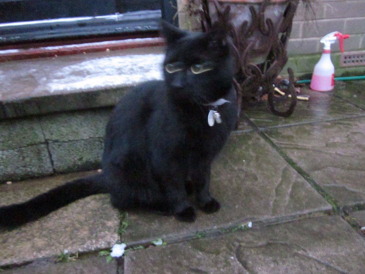 uowclassics's tweet photo. Vincent the #Cat's first #snow. Wild-eyed look in the face of a whole .5 mm of #Snowmageddon here in #Fareham, southern #England. Plea from here on the #RomanFrontier: send more socks & underwear. And kibble. #Vindolanda #Romans #Snowcats #LetMeKnowWhenItReallySnows https://t.co/BOl3vlBJir