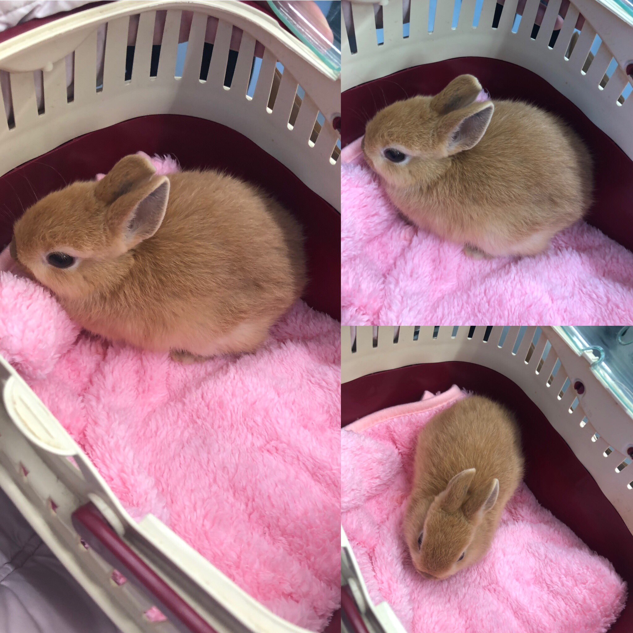うさぎ赤ちゃん Twitter Search Twitter