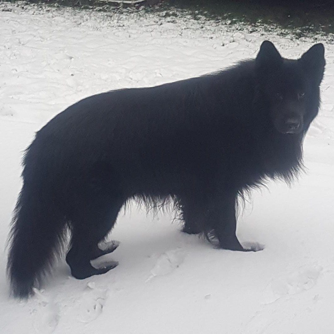 When #WinterIsComing it's best to have your own Direwolf