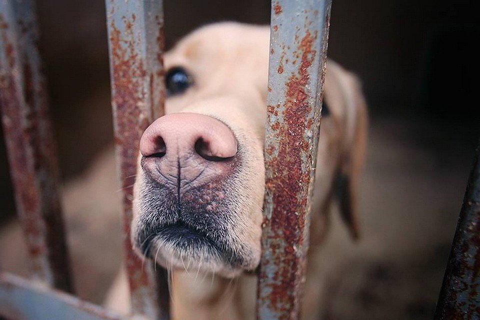 KP_PSKOV's tweet image. Больше 900 бездомных животных в прошлом году нашли своих новых хозяев. Но это все равно не решает проблемы. В приютах остается много собак и кошек:

✏ pskov.kp.ru/online/news/33…

#бездомныеживотные #новыйдом