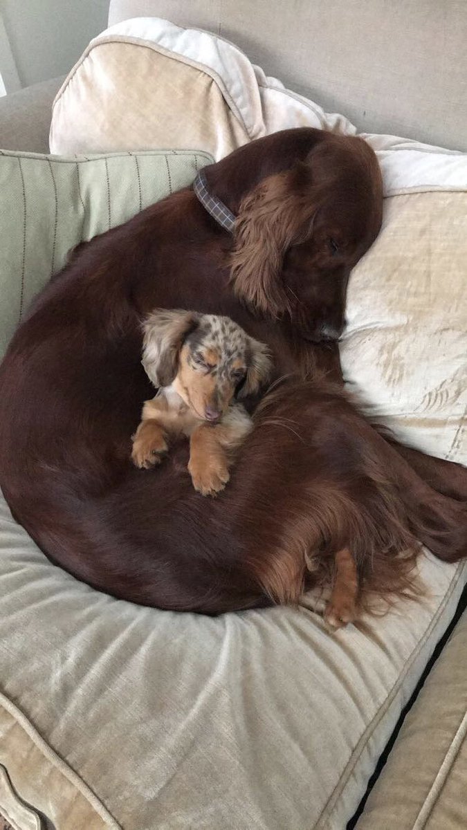 Josh On Twitter Dapple Long Haired Dachshund