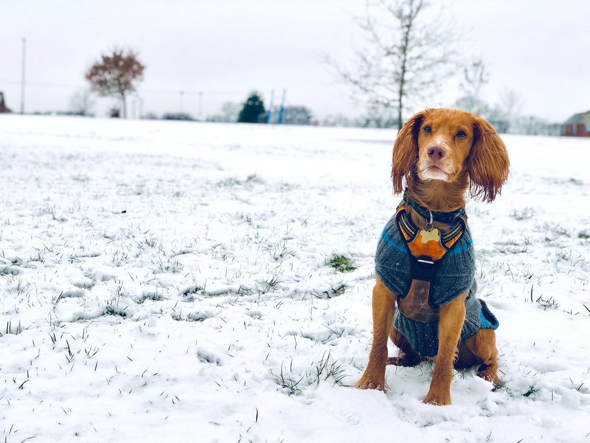 slawsy85's tweet photo. Iโm working from home today so up early to take jack out to enjoy the #snowday #dogsofPB https://t.co/5loaY1NU7a