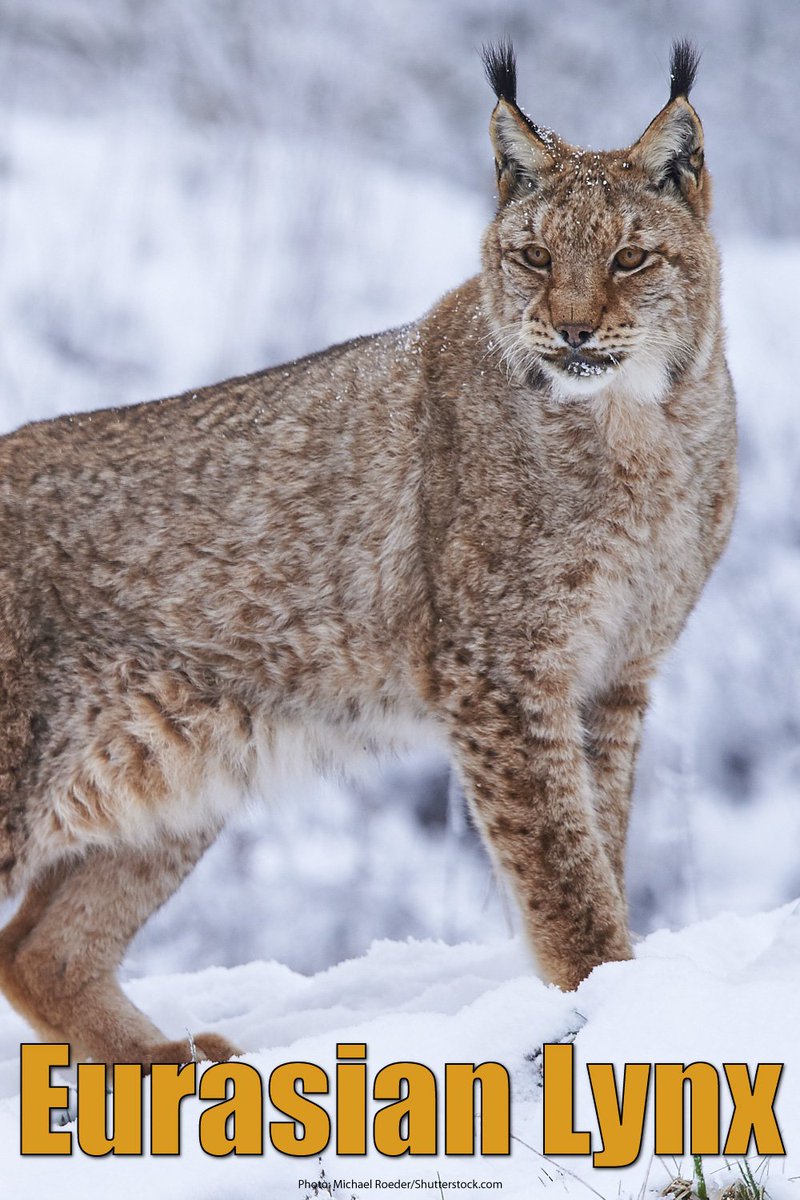 Largest Land Predator Pict Art