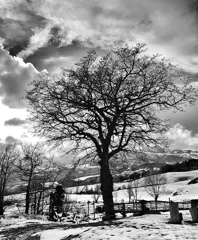 evilripper's tweet photo. Winter time
.
.
#tree #trees #nature #beautiful #treesrock #forest #wood #woods #instanature #treeporn #specialbranch #branch #leafs #branches #treescollection #ilovetrees #gorgeous #beautiful #life #living #scenery #green #ic_trees #blackandwhite #dark https://t.co/aGrtyV7LAf https://t.co/4WHPOPFO3E