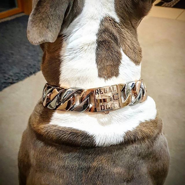 RegalDogUK's tweet photo. 32mm Rose Gold &amp; Silver 👑
.
#RegalDog #RoseGoldSilver #DogChains #DogJewellery #DogCollar #AmericanBully #BigDogChain #BullyUK #ABKC #BlueNose #BlueBrindle #RegalDog https://t.co/CBtE0OcYpJ