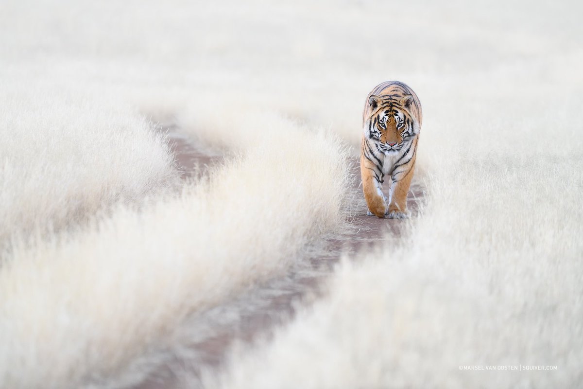TigerCanyon's tweet photo. In our latest blog post, #WildlifePhotographer of the Year Marsel van Oosten describes his photographic #safari at #TigerCanyon, and gives top tips on photographing the #tiger in #Africa https://t.co/anFqCvJths
#wildlifephotography  #wildlife #Travel #travelblogger #adventure https://t.co/GwZuGrrCHM