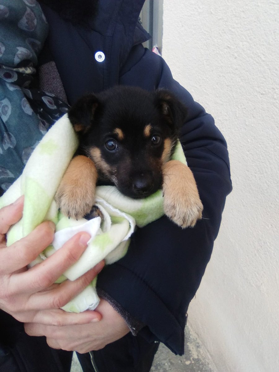 CUCA
Churruca, como cariñosamente la ha llamado la persona que la salvó. 
Está cachorrita de tan sólo dos meses, fue abandonada en un pueblo de Ávila.
Busca un hogar en el que poder crecer y aprender lo que es el amor y el calor de una familia.
 animalesenapurosavila@gmail.com