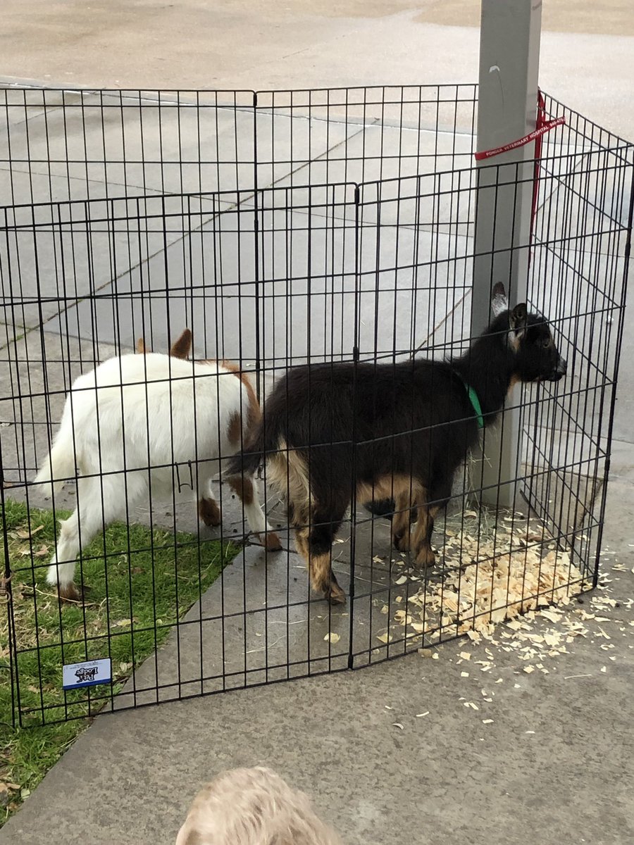 Jr. Farmers learning about Nigerian dwarf goats this morning. #sharpenthesaw #7HilllsLEADS #jrFarmers