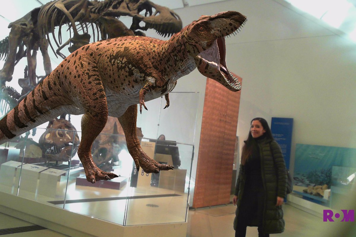 citlallirios's tweet photo. Meet #DinoZuul Destroyer of Shins, a sledgehammer-like tail new dinosaur in the @ROMtoronto original exhibition Zuul: Life of an Armoured Dinosaur!!! Now open until May 20, 2019...meet #ROMtrex too 🦖! ... Great job @VictoriaArbour @DavidEvans_ROM @TomHoltzPaleo @SinkingShipEnt https://t.co/Qoie8JWPuO