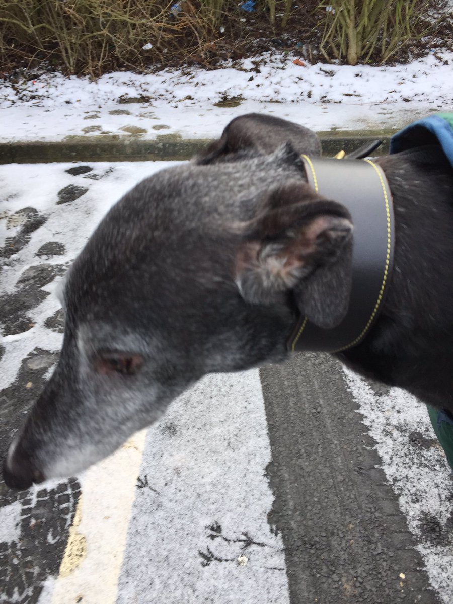 DuntonGreyhound's tweet photo. Had the pleasure this morning of dropping our old boy Marley off in a cold and snowy Suffolk to meet GT Shropshire who have found him a wonderful forever home. Our thanks to them and our wonderful foster Carer’s who have looked after him these past 6 months. A great team success https://t.co/38leVZTul9