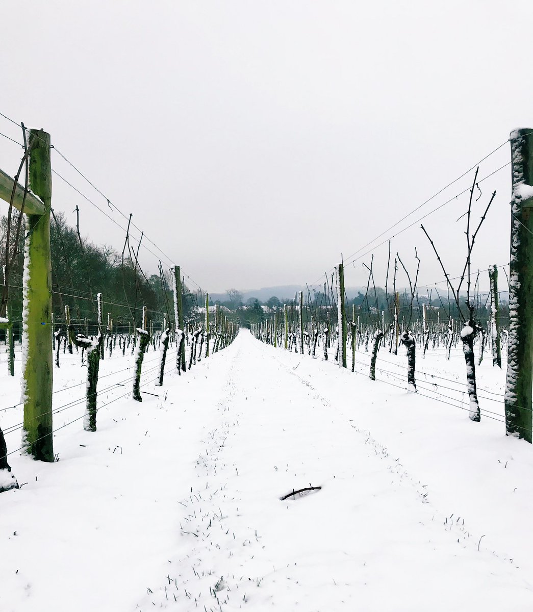 So beautiful that I don’t want anyone working in the vineyard today, and making footprints in the untouched snow! Happy February everyone. #snowday #Winterwatch #snow #icewine #hampshire #englishvineyard #vineyard #wine #englishsparkling #outdoorliving