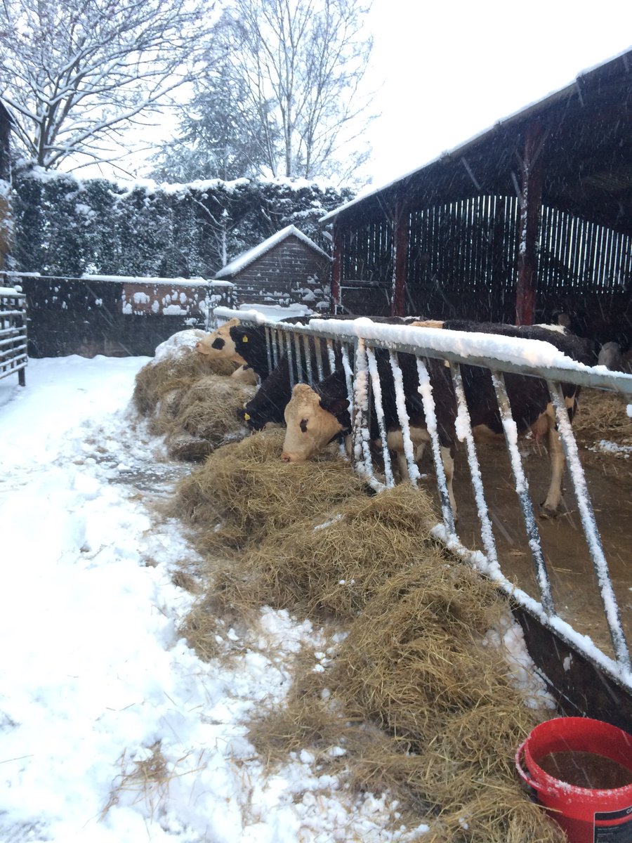 SullyEmma's tweet image. Happy girls this morning despite the snow! #farming
