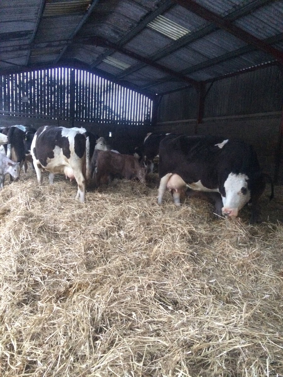 SullyEmma's tweet image. Happy girls this morning despite the snow! #farming
