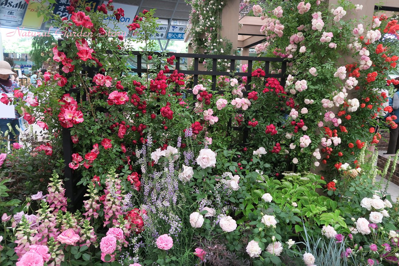 Naturalgarden紀行 国際バラとガーデニングショウ が昨年で終了したという余りに残念なニュース 実行委員会によると西武ドームの確保が難しい為 元々5月はプロ野球で開催日の調整が大変 来年のオリンピックには更に確保が難しくなるからだそう