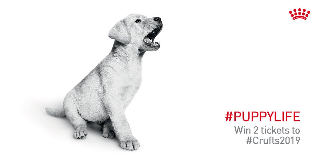 Crufts tweet media