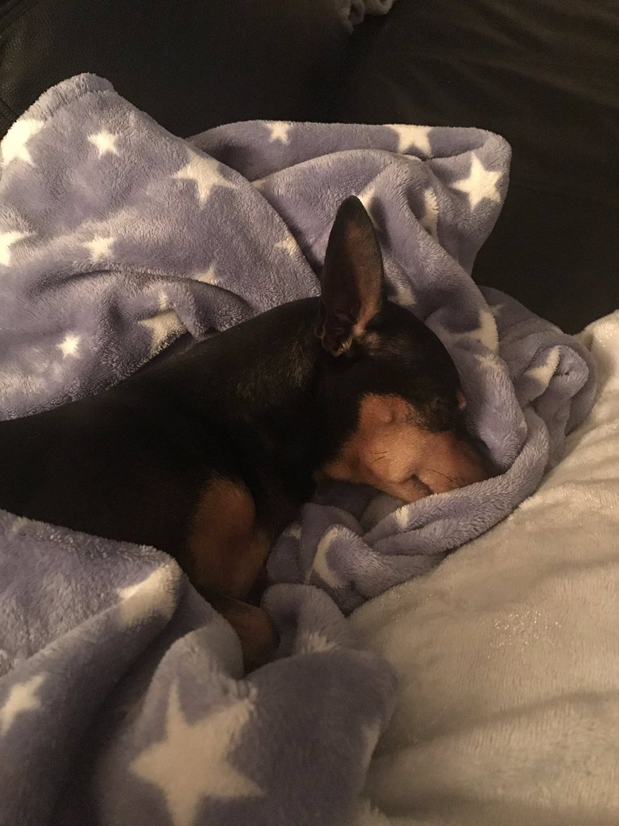 A dogs life #charlie