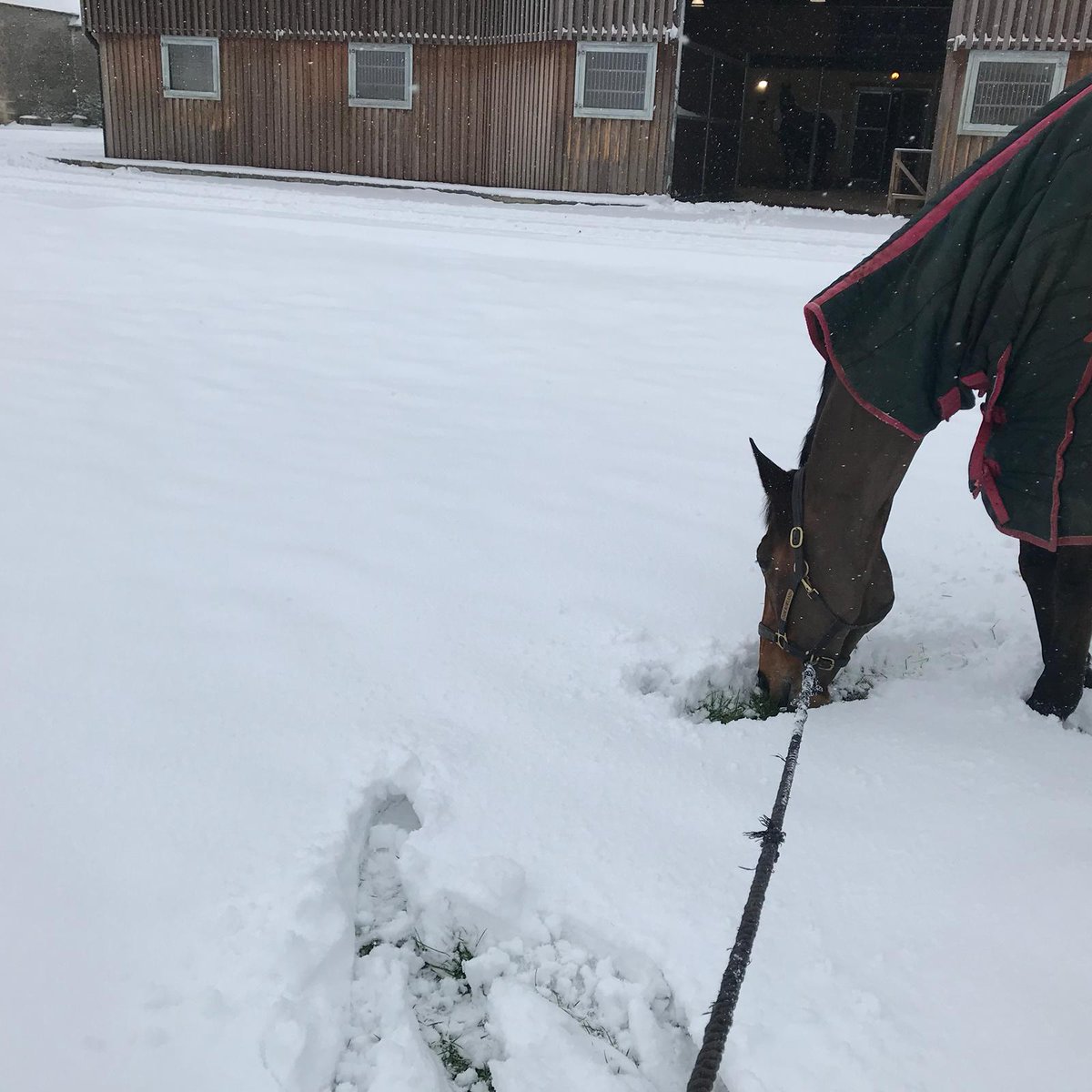 treventing's tweet photo. Snow day here at AK - Renee and Naomi Watkins’ Very Good Tempo is enjoying a leg stretch and a sniff of the white stuff "I'm sure there was grass here once" #treventing #TeamRowland #EquineHour #hardworkpaysoff #nextseasongoals #eventing #twohearts https://t.co/edNmMUJLi6