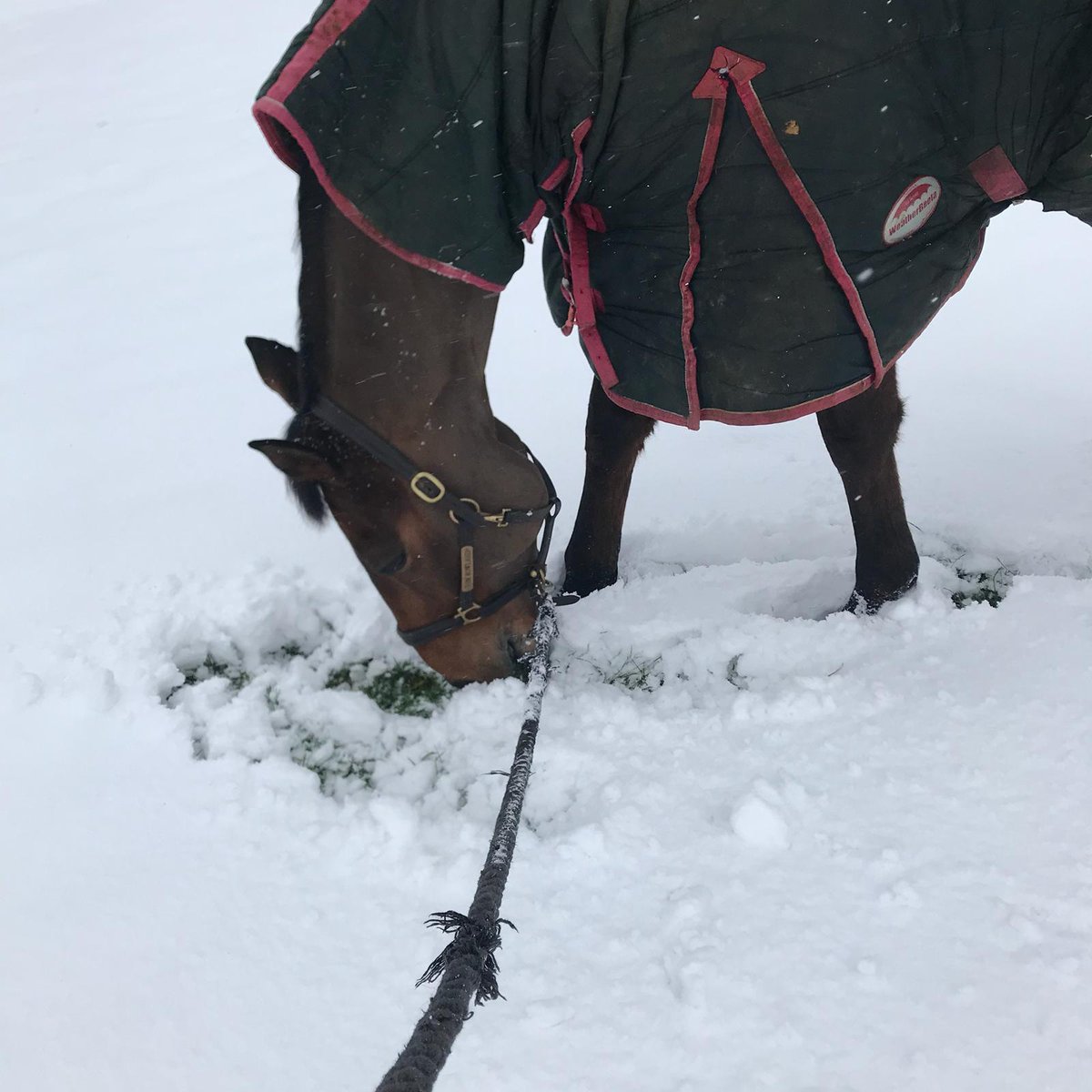 treventing's tweet photo. Snow day here at AK - Renee and Naomi Watkins’ Very Good Tempo is enjoying a leg stretch and a sniff of the white stuff "I'm sure there was grass here once" #treventing #TeamRowland #EquineHour #hardworkpaysoff #nextseasongoals #eventing #twohearts https://t.co/edNmMUJLi6