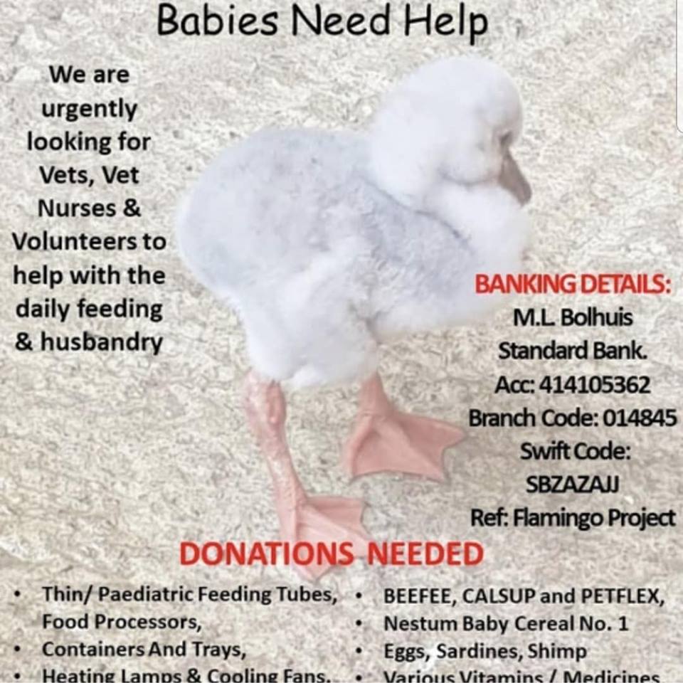 Zinia_DWT's tweet photo. We are at #Mike Bolhuis where more than 900 orphaned flamingo chicks are being treated by 40 volunteers. #MikeBolhuis #FlamingoRescue https://t.co/4Cs1utresL https://t.co/QgUrf1DB4o