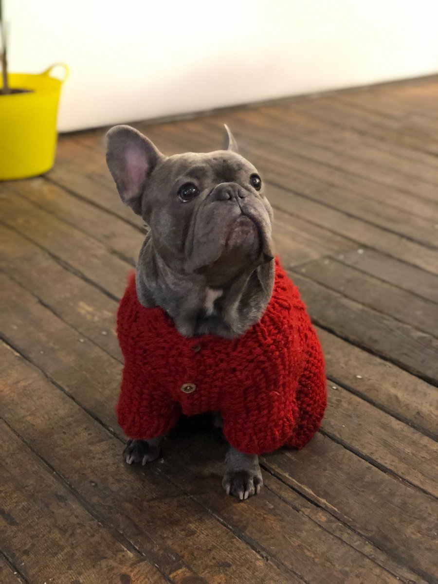 PetsPyjamas's tweet photo. Happy Friday! It's freezing outside ❄️so the lovely little Blue is walking around PetsPyjamasHQ nice and snug in his little cardigan 💙😍! Be sure to keep yourself and your four-legged friend wrapped up warm!
#fridayfeeling #snowday #snowmageddon #petspyjamas #pettraveller https://t.co/PLplrsw2eZ