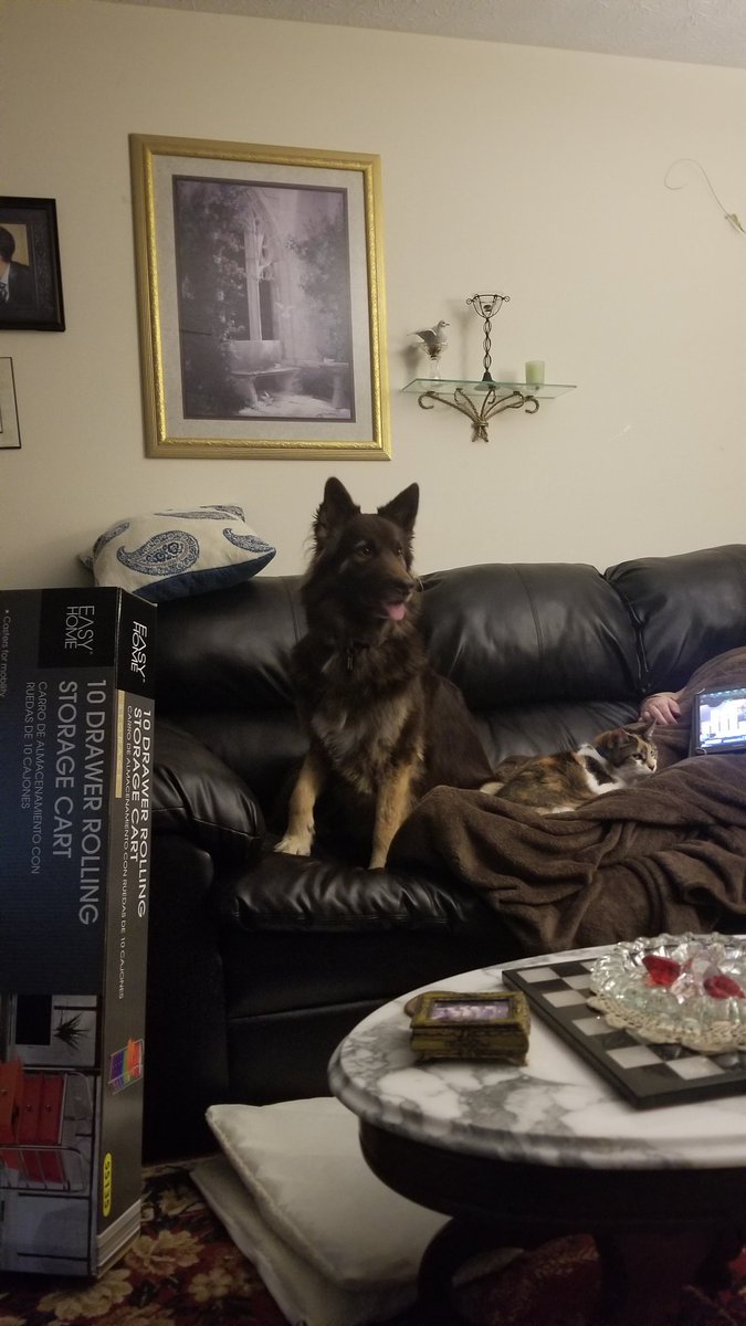roadlesstravled's tweet photo. @PascoSheriff 🐶🐱💙 https://t.co/wRYsVxJgSy