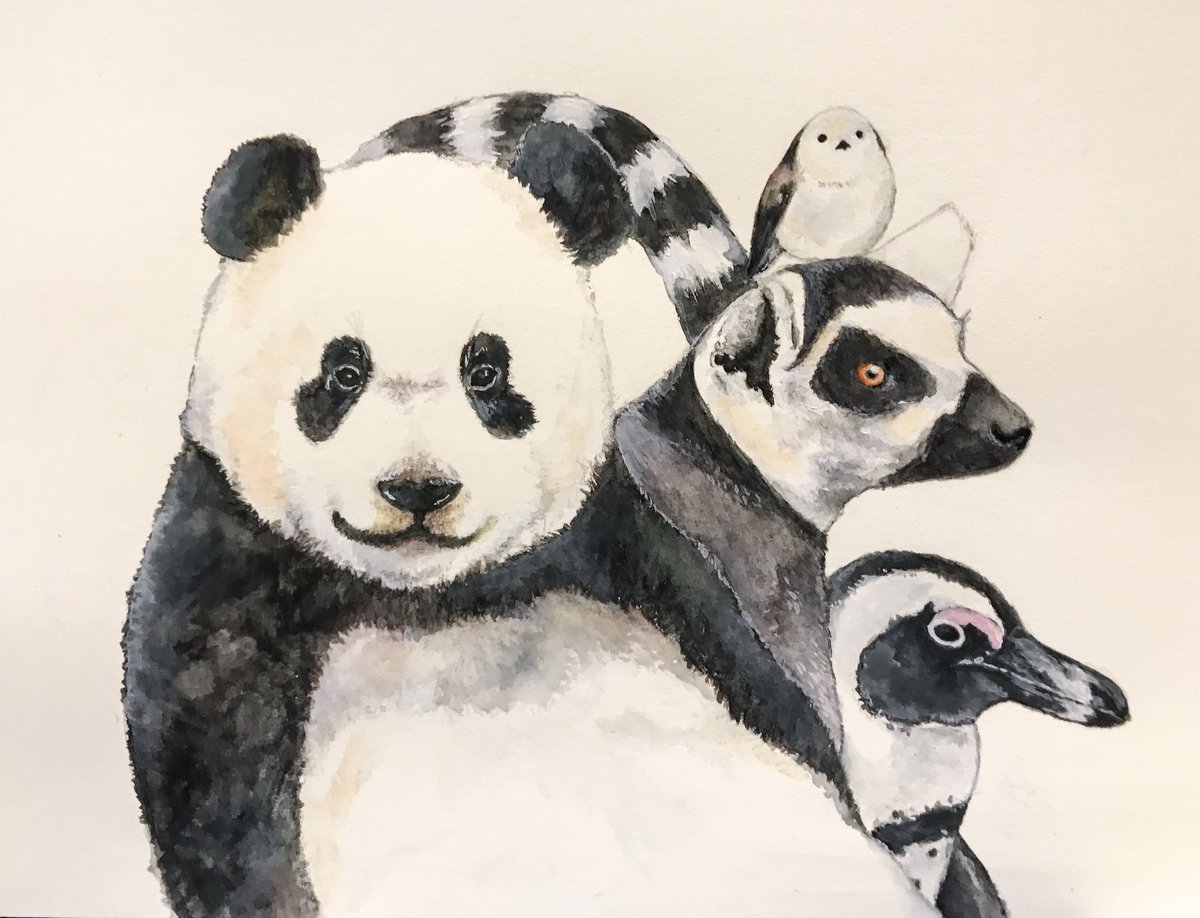 O Xrhsths すなぱんだ Sto Twitter 去年描いた絵 プロフィールにもつかっているパンダ絵のまわりには白黒の仲間たちも描いてみました パンダ シャンシャン Panda 上野動物園 ワオキツネザル シマエナガ ペンギン 動物画 水彩 絵描きさんと繋がりたい
