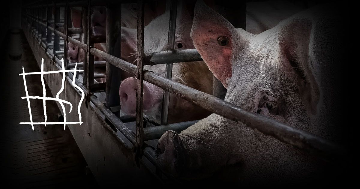 tierschutzbuer0's tweet photo. Wochenlang eingesperrt im engen #Käfig, ohne die Möglichkeit, sich um ihre eigenen Babys zu kümmern. Ein Leben hinter #Gittern ist kein Leben.
Stopp #Tierquälerei! Unterschreibe JETZT: https://t.co/3iAHX4mYvr https://t.co/IUGQ7BF5LB