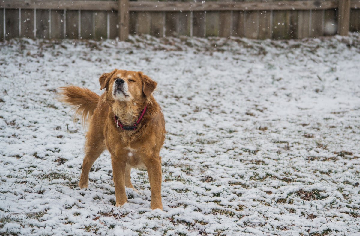 suffolkgiving's tweet photo. Calling all #Suffolk dog lovers! πΆ Follow @SuffolkDogDay for updates on #SuffolkDogDay 2019, as well as all the latest on our brand new event - the #WoofersWinterWalk! βοΈPls RT β¨ https://t.co/7BlaxadEVb #suffolkdogs #teamsuffolk #followfriday https://t.co/LJll8RA47T
