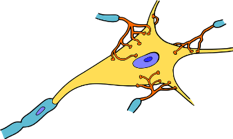 PRDAssociation's tweet photo. What really causes Parkinson’s disease?
 A. Inflammation
 B. Mitochondrial dysfunction
 C. Synucleinopathy
 D. Lysosomal dysfunction. 
 Weigh the evidence presented #IAPRD2019 in Montreal, Canada, 16-19 June 2019 in our session on basic disease mechanisms.
https://t.co/ZcMCu7ACGj https://t.co/z1EX0ZQdTw