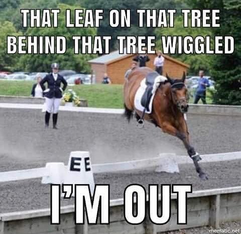 #fridayfeeling

hahah It really is like this sometimes...❗️🐎❓🤕
.
.
.
.
#unpredictable #horses #equinewelfare #arcequine #microcurrent #equinetherapy