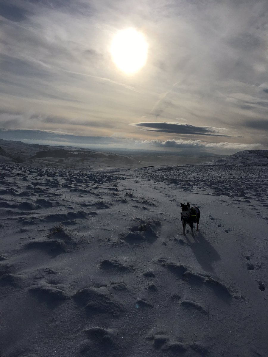 More snowy adventures 🐾 ❄️
