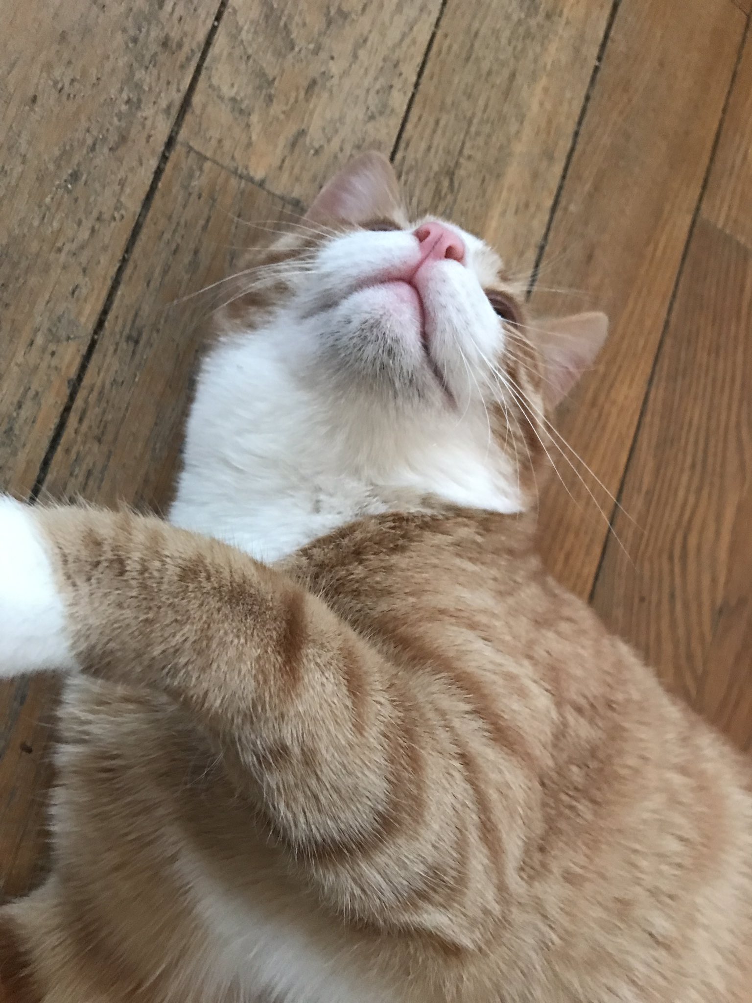 Desert Ratina on Twitter "maxseddon it is probably feline acne. It