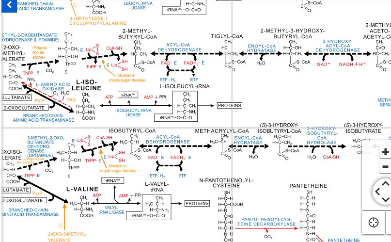 nxtstop1's tweet image. More––#OptimizingPerformance in the #GameOfLife, #MSKover50, #AgingRehab #Aging #Muscle
RE:#Nutrition
Link to @Roche Metabolic Pathways–– stunning #dataviz re: Chemical goings-on in the Human Body. #Metabolism
biochemical-pathways.com/#/map/1
Looking at #leucine / #aminoacids /#protein