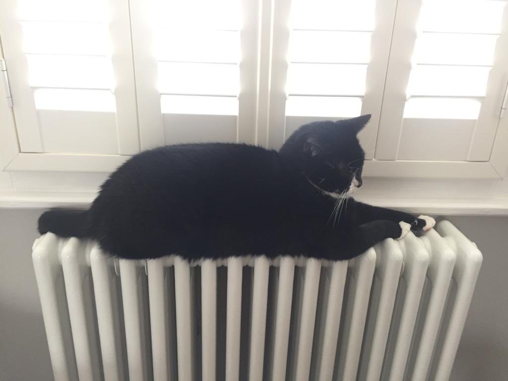 benproth's tweet photo. @lobstertheremin Taking the lead on keeping warm in this weather https://t.co/hNnc9W7Rwm
