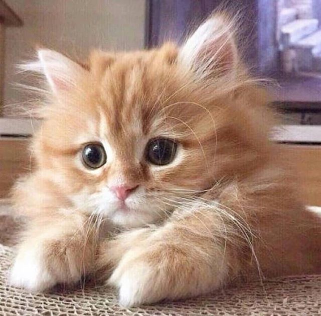 KitNipBox's tweet photo. My face when people start talking about shows I don't watch 😐 #Halp #WhoIsJonSnow #WhatIsPickleRick #KitNipBox [📷: @sevimlibunlar] https://t.co/Jvj1ToVwET https://t.co/cVjcI3BXUh