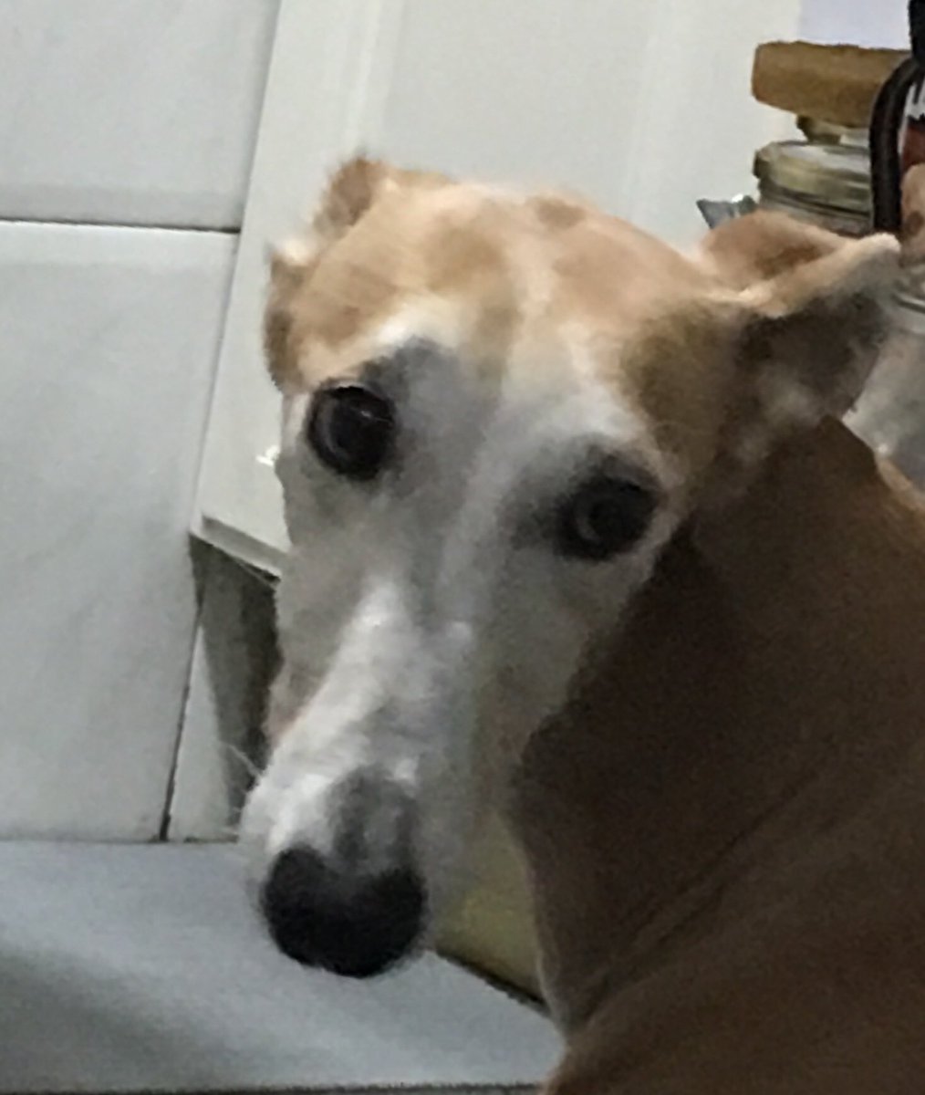 LorenaCastro20's tweet photo. El el #díamundialdelgalgo seamos conscientes de su sufrimiento, sus miedos y sus muertes. #NoALaCaza #FreeGalgos . Ishtar se encontró con un ángel 😇 y hoy puede vivir como se merece https://t.co/8GSZqomteR