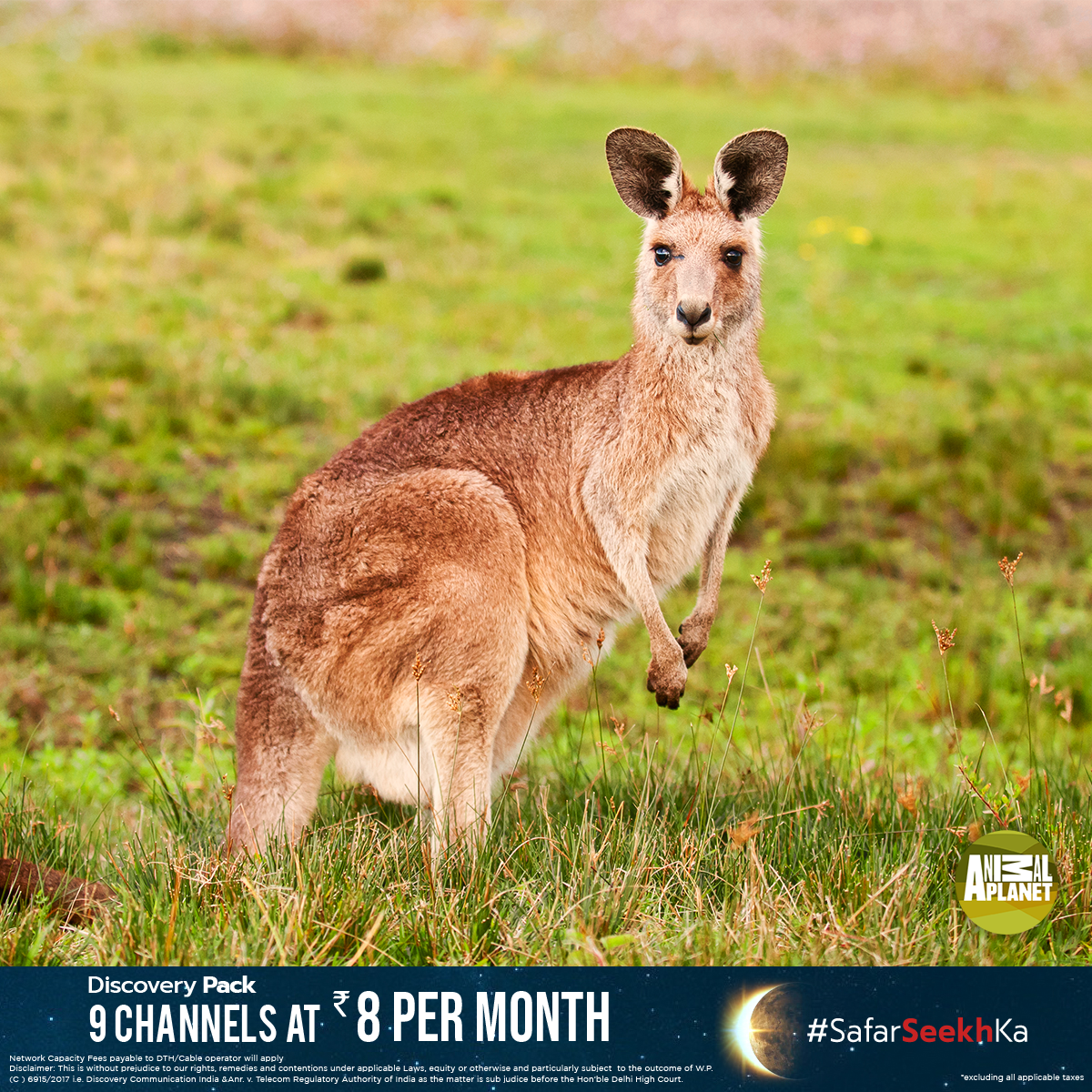 Animal Planet India on Twitter: Animal Planet India on Twitter: